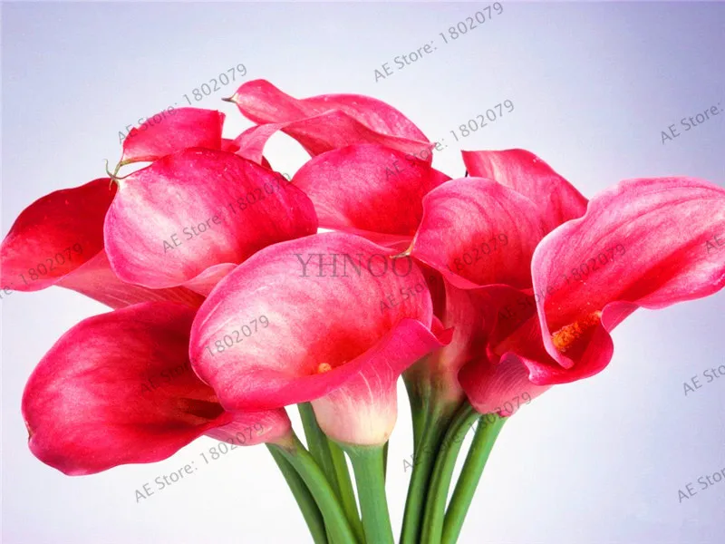 103 шт смешанные цвета Calla, calla lily plantas, редкий прекрасный бонсай цветок Флорес, горшок для домашнего сада и двора