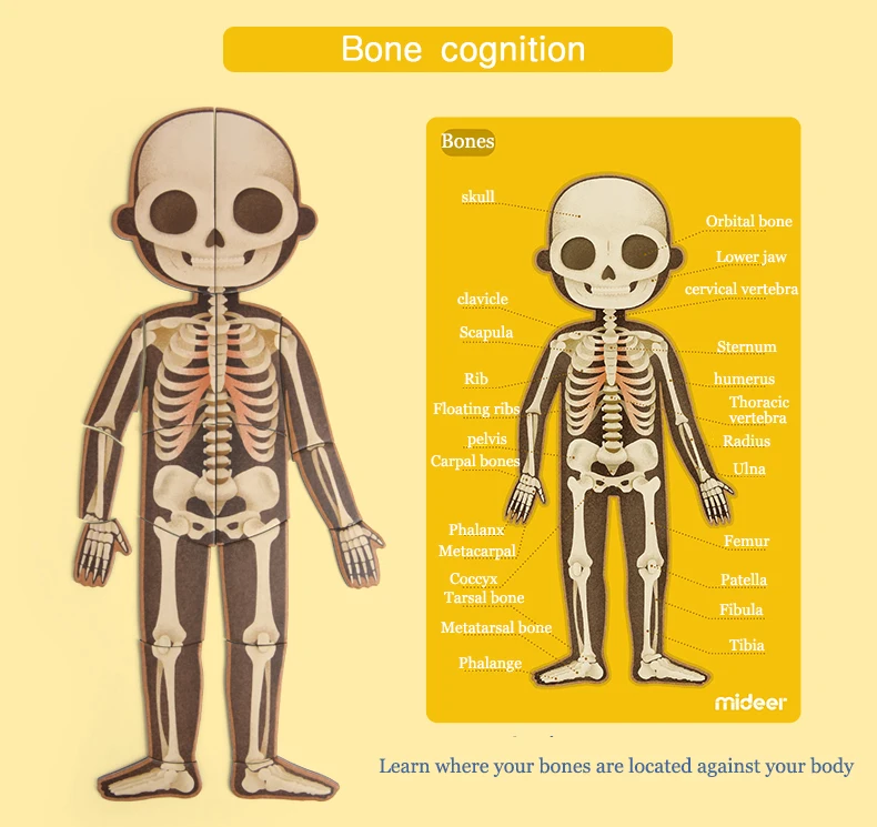 MiDeer детские игрушки-головоломки магнитное тело 6Y+ мышечная костная структура познавательная подвесная доска образование творческие игрушки для детей