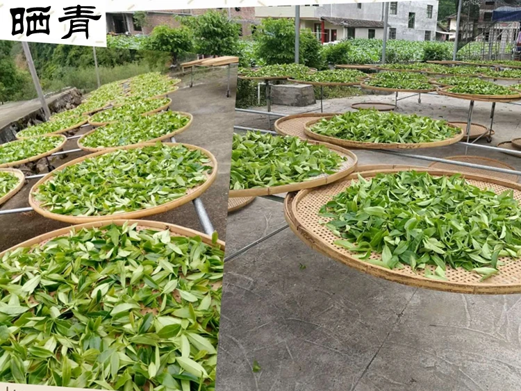 Zhangping Нарцисс чай супер Орхидея горная Улун чай laocong 250g500g здоровье органический зеленый чай