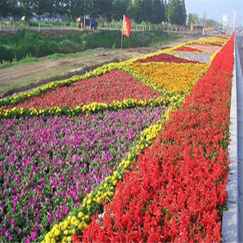 

Plant Flowers Bath Salts Colorful Wild flowers Essence 100Pcs XZZ-99