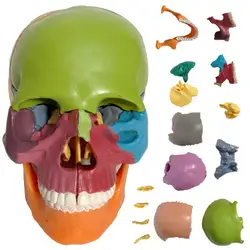 Анатомия человека красочный Собранный череп медицинская модель человеческая игрушка-скелет 1/2 в натуральную величину 15 частей