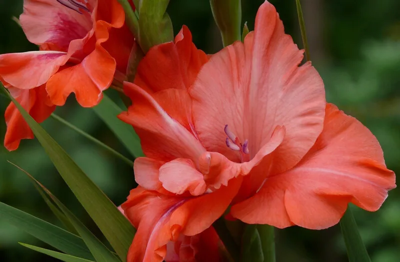 100 шт./пакет, Gladiolus, Gladiolus Цветочный бонсай, Gladiolus flores красивые садовые растения