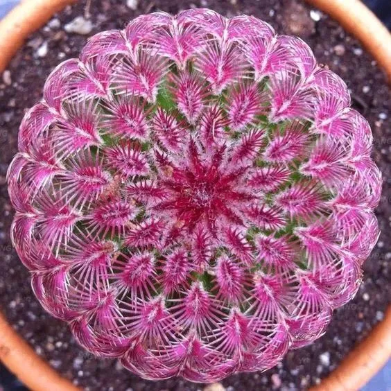 Новинка 200 шт редкий микс суккулентов литопс бонсай растения камень цветок дерево Крытый lophophora plantas para jardin украшения сада
