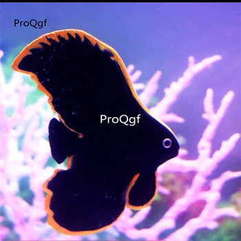

Ngryise 2Pcs fake artificial batfish