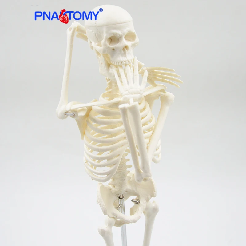 45CM Human Skeleton Model Flexible Arms and Legs Spine Anatomy Educational Tool Medical Teaching Art School Used Detachable