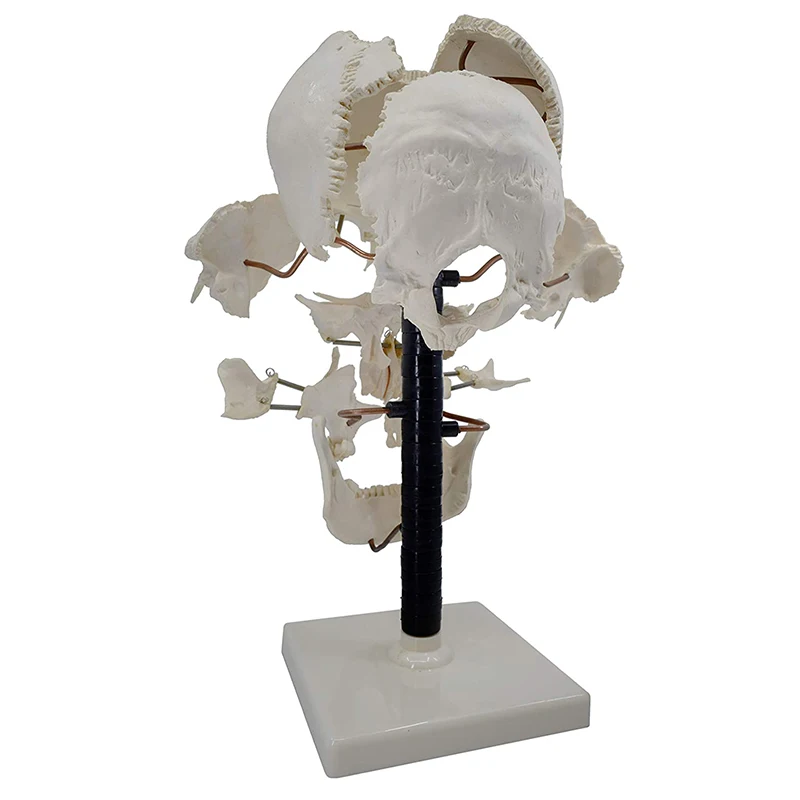 Life Size 16 Parts Human Skull Model Anatomy Model Medical Science Teaching Resources