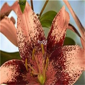 8 Ngryise 20 шт набор Lilium brownii Lily - Цвет: 8