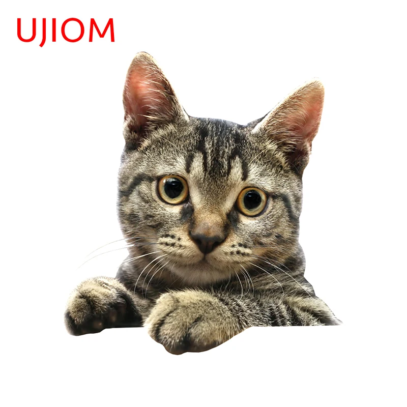 Ujiom American Shorthair Cat Wall Stickers Window Glass Cute Decals Bedroom Bathroom Waterproof Living Room Decoration Wall Stickers Aliexpress