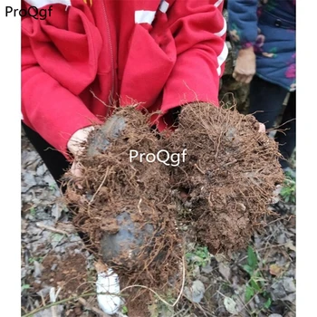 

Ngryise 1Pcs A Set Dioscorea bulbifera