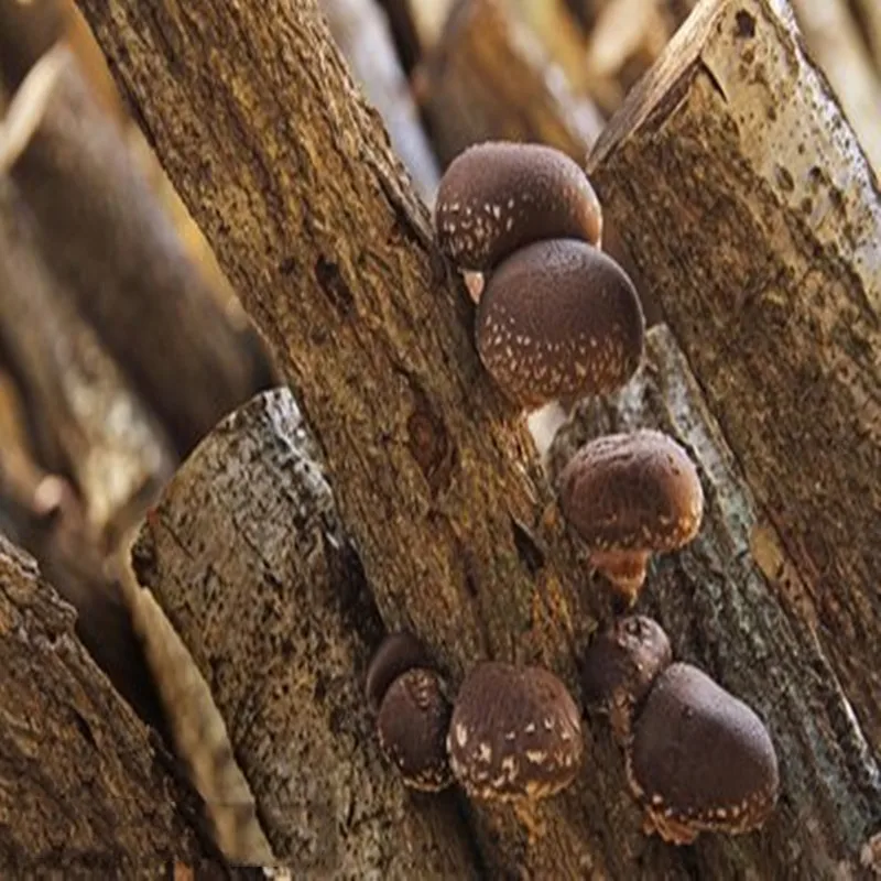 Чистый Экстракт Lentinus edodes в порошке, улучшает иммунную функцию, замедляет старение, экстракт Lentinus edodes в порошке, предотвращает рак