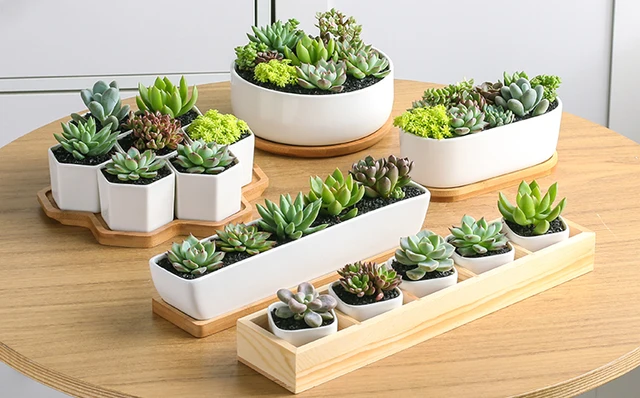 Portagioie A Forma Di Cactus In Ceramica - Vassoio Organizzatore Per Anelli, Bracciali, Decorazione Casa - Foto 6