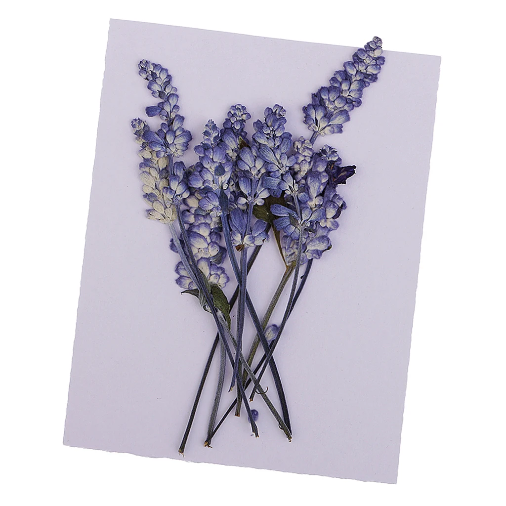 10pcs Natural Pressed Dried Flowers Sage Flowers For Scrapbooking Art Craft DIY Wedding Cards Phone Case Home Decors Purple