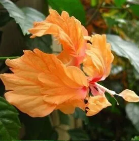 200 шт карликовые деревья гибискуса 24 цвета для выбора гибискуса ROSA-SINENSIS Цветочные растения для дома и сада