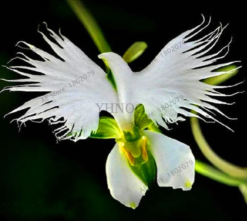 Акция! 100, японские растения "Радиата бонсай", белые растения орхидеи Эгрет, редкие виды орхидей, белые цветы, орхидеи и сад