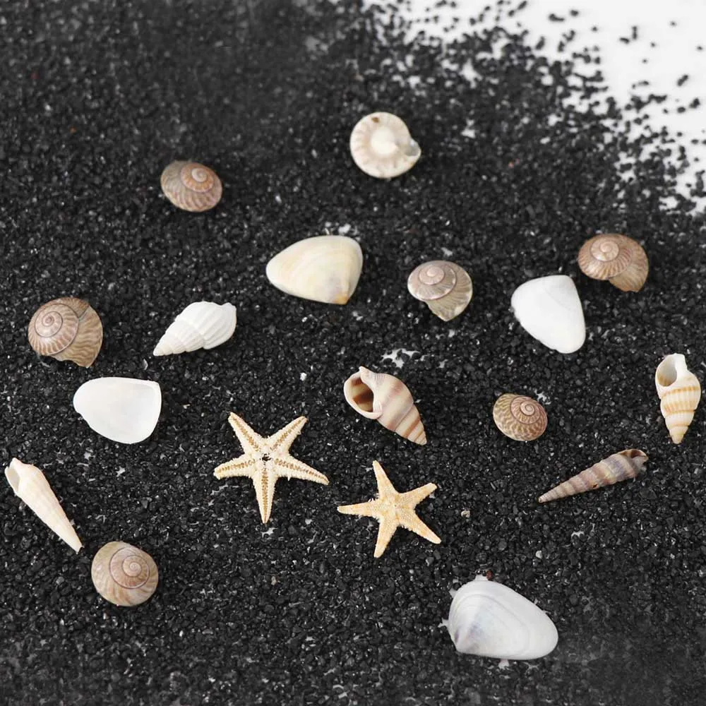 

1/2/5Box Natural Mini Conch Shells Starfish Sea Beach Ornaments Shell Design Conch Epoxy Mold Filling Home Deco Manicure Tools