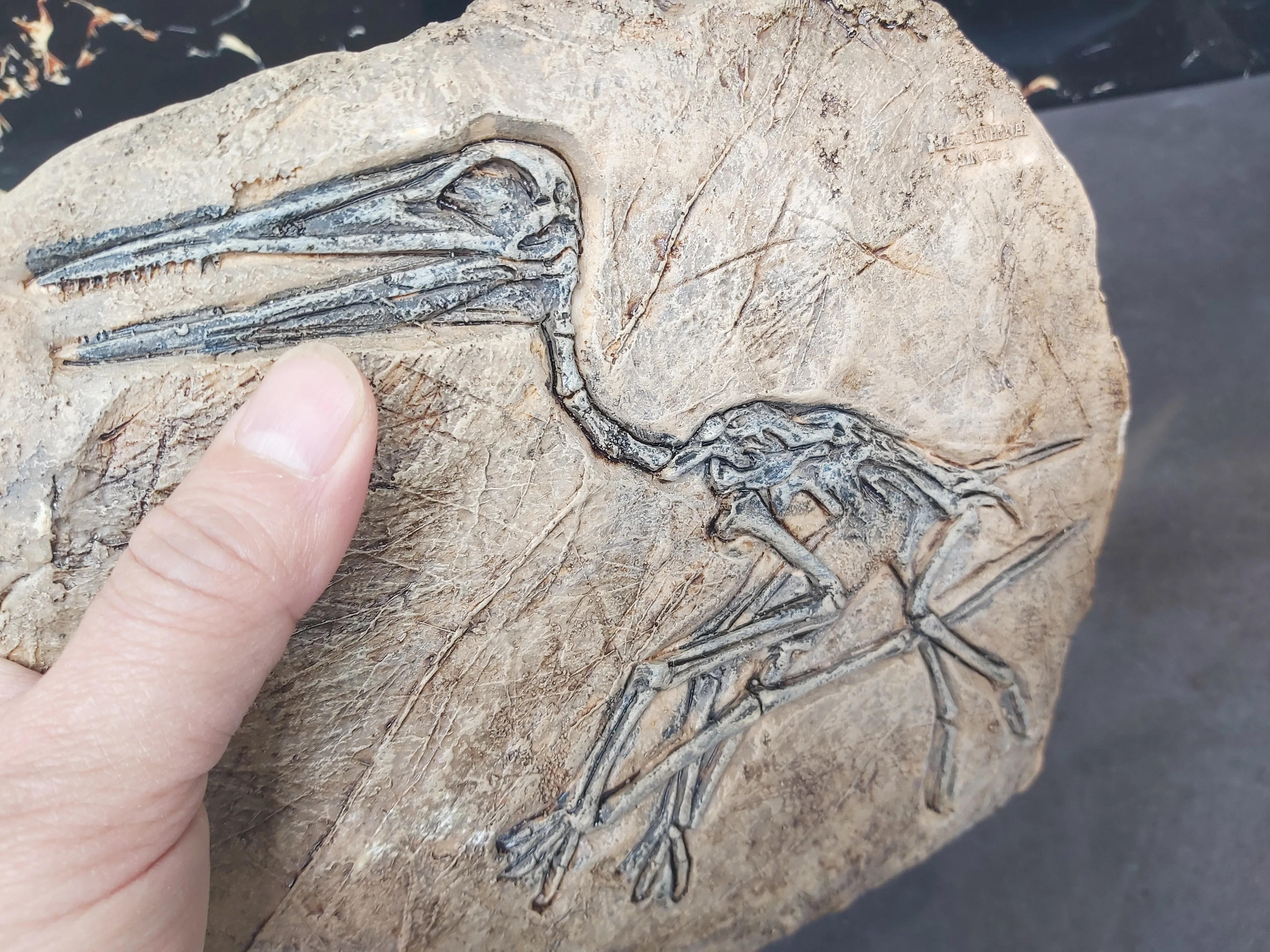 Replica Wall decoration Dinosaur Fossil Dinosaur fossil lizard fossil