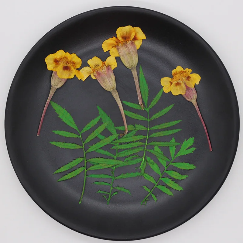 60 шт. размер: 4-6 см прессованный высушенный Tagetes Patula L. В форме цветка + листьев
