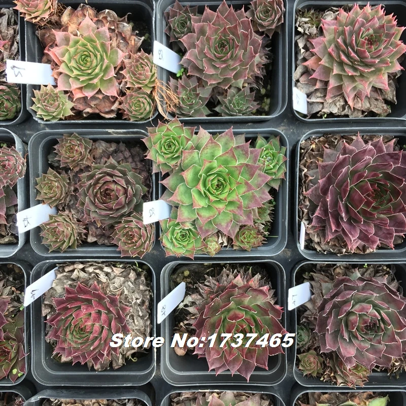 Импортные настоящие 20 шт Sempervivum Mischung Mix succulent-home garden