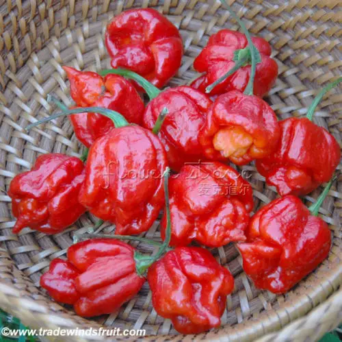 100+ Trinidad Scorpion горячий перец бонсай, Скорпион Moruga перец сад