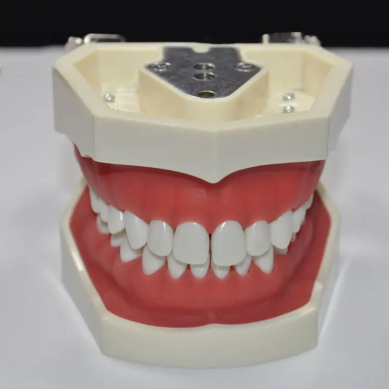 Kopen Tandheelkundige Alle Verwijderbare Tanden Model 28pcs Dental Tanden Model voor Tandheelkundige Praktijk Tandarts Traning model In De School