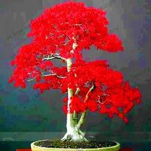 Акция! клен Флорес Американский Красный клён бонсай дерево растения для домашнего сада посадки легко выращивать очень редкие плантации деревьев 50 шт,# T