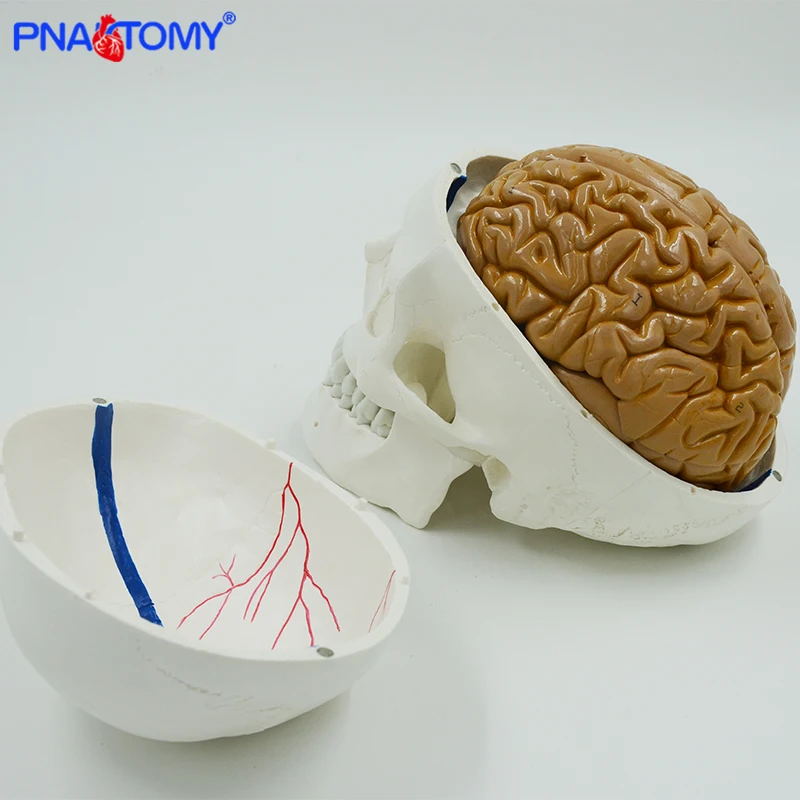 

Skull model with blood vessel together with 8 pars brain anatomy model natural size professional anatomical tool medical teachin