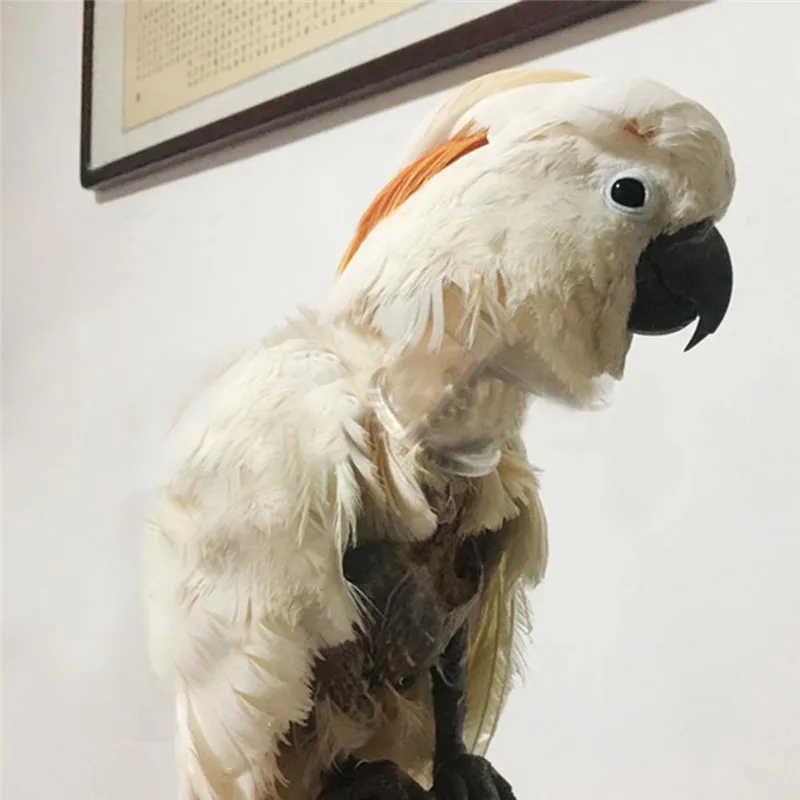 Tanio Ptak ochronny koralik papuga kołnierz anty pióro Picking Ring sklep