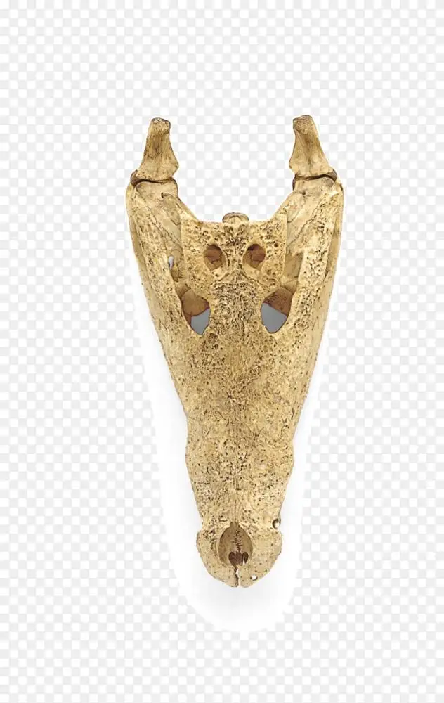 鳄鱼 鳄鱼头盖骨 动物头骨png图片素材免费下载 图片编号 Png素材网