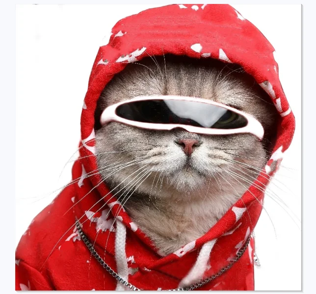 Featured image of post Funny Cat Pictures With Glasses