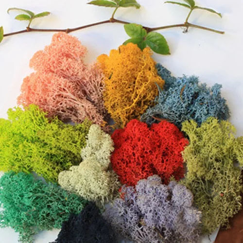 DIY accessories moss grass eternal life plant preservation flower glass cover micro landscape filling | Украшения и аксессуары