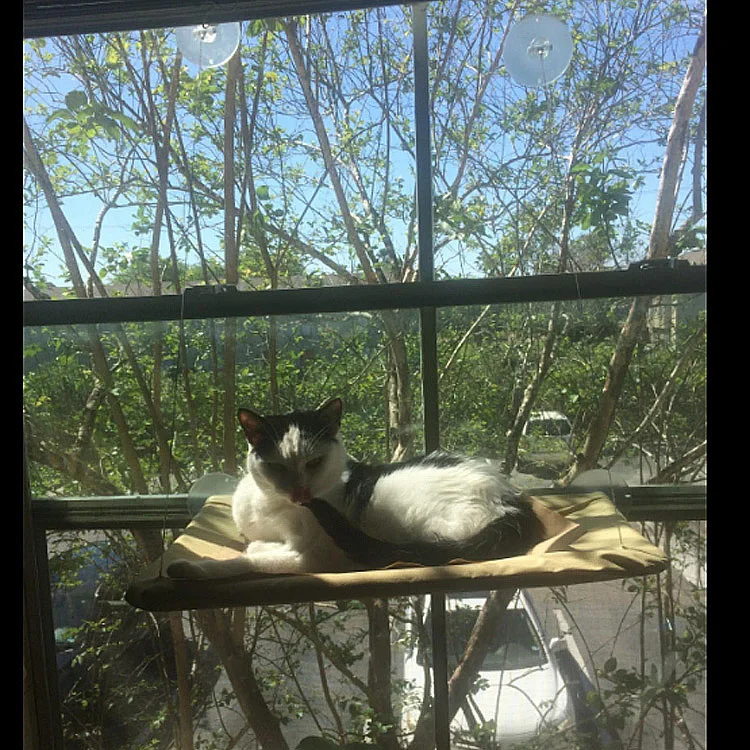Удобный гамак для питомца кота, солнечное стекло, на окно, для кошек, полка, коврик для сидения, для отдыха котенка, для сна, подвесные кровати, 20 кг