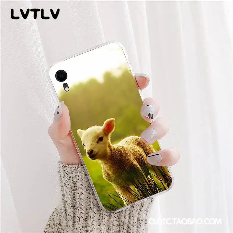 Lama Llama Alpacas Animal
