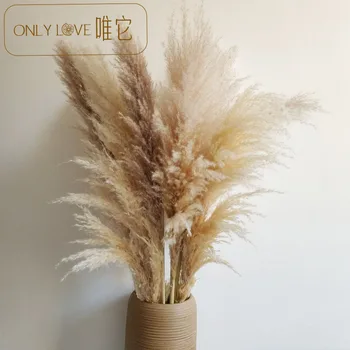 

Direct Reed Dried Flower Bouquet pampas grass Large Wedding Venue Decoration Props Pampas Grass