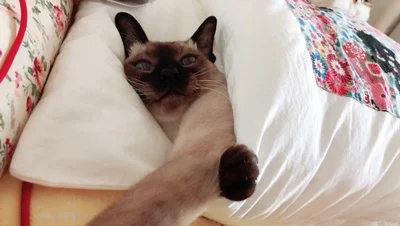 Ручная работа японский стиль кошка спальный мешок для животных гнездо кровать-татами Подушка съемные и моющиеся лежанки для кошек коврик пещера Кошка Кровать Дом