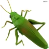 EBOYU RC Grasshopper Remote Control Grass Hopper Animal Toy Electronic Locust Fake Insect Car Vehicle Kids Birthday Gifts 2