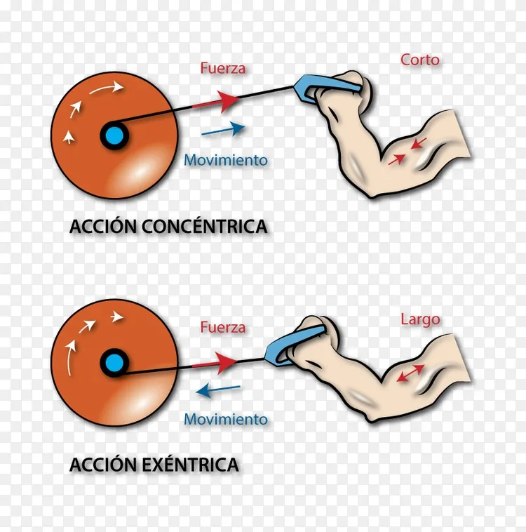 力量训练肌肉收缩同心圆物体.功png图片素材免费下载_图片编号4207207