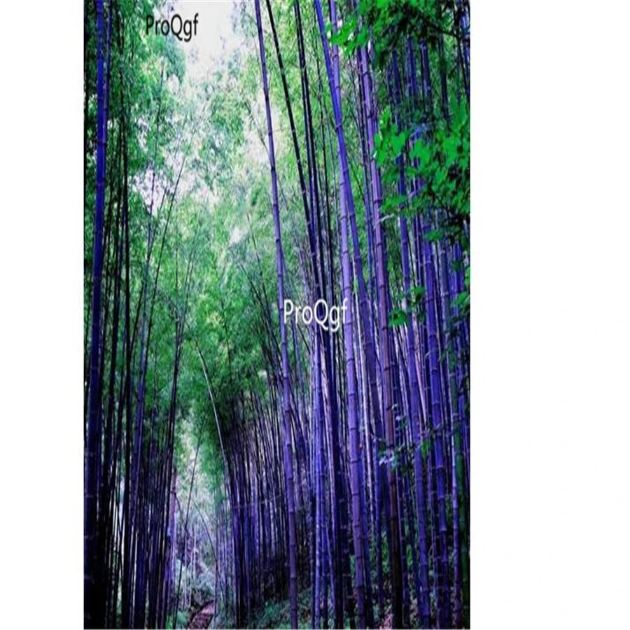 Ngryise 1000 шт набор Фиолетового бамбука Phyllostachys nigra