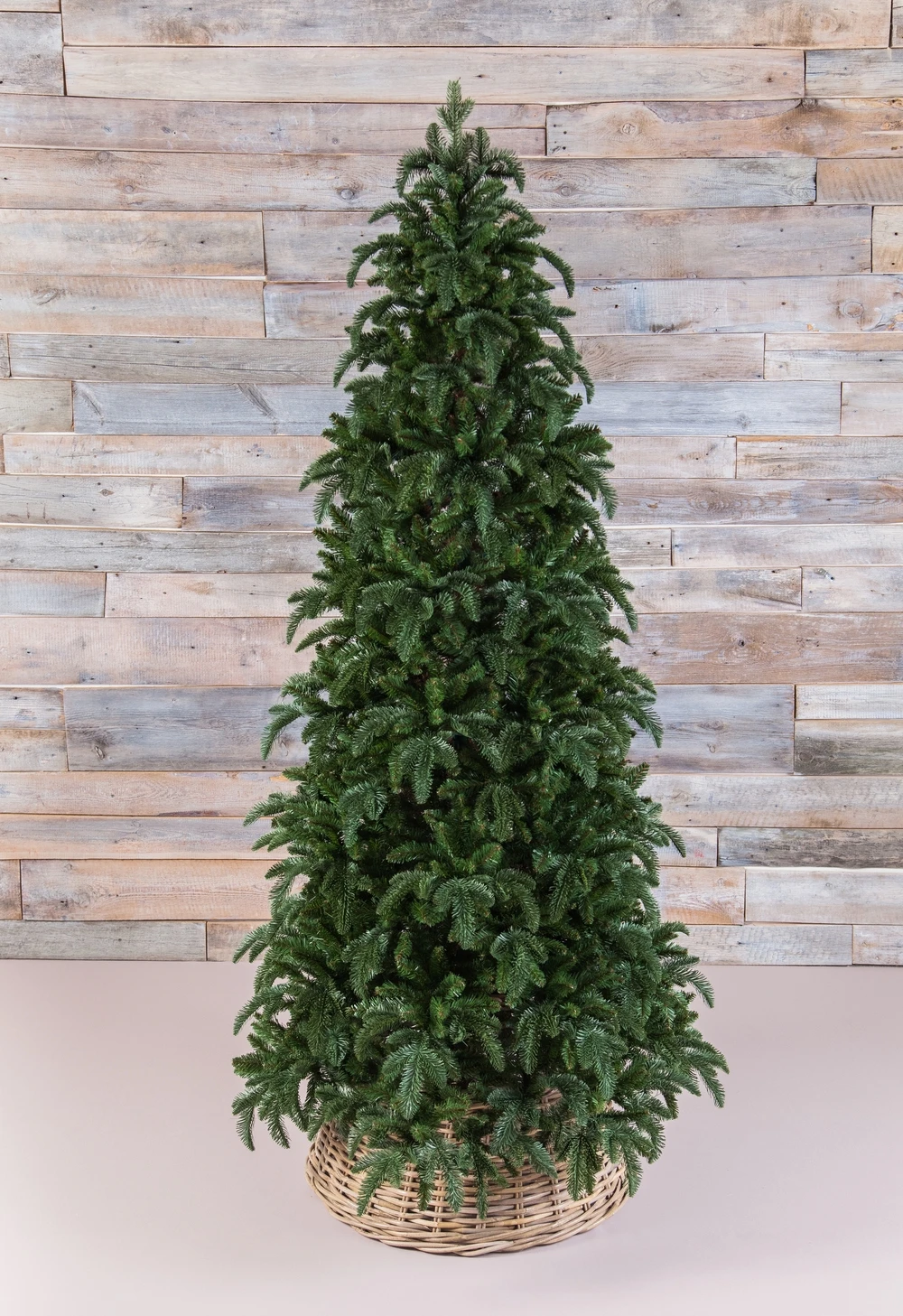 Елка триумф лесная красавица. Елки триумф. Ель триумф нормандия стройная. Triumph tree ель королевская стройная. Triumph tree ель королевская стройная.