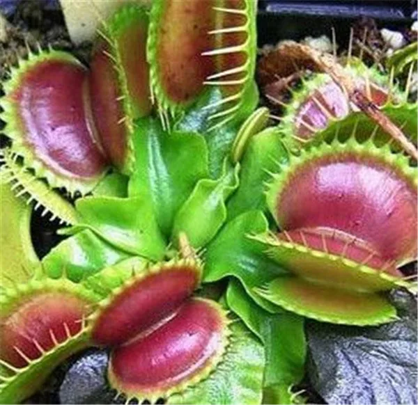 Многоразовые непентесы плотоядное растение бонсай в горшках Dionaea muscipola гигантский зажим Венера Flytrap растение для сада 100 шт./лот