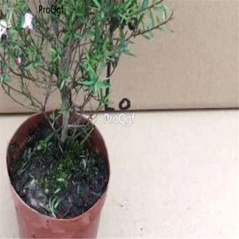 

Ngryise 1Pcs A Set Leptospermum scoparium