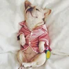 Luxury Pet Dog Pajamas Soft Silk French Bulldog Pajamas