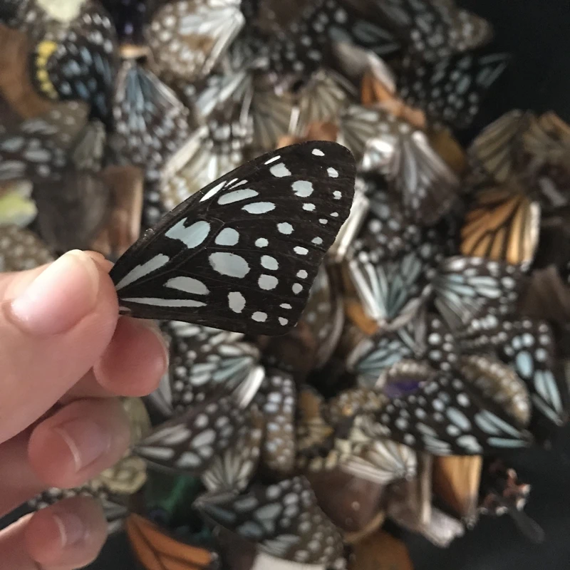 100Pcs/Set  Real Natural Specimens Butterfly Wings DIY Jewelry Artwork Art Hand Craft Happy ING