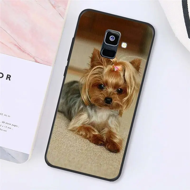 Yorkshire terrier dog