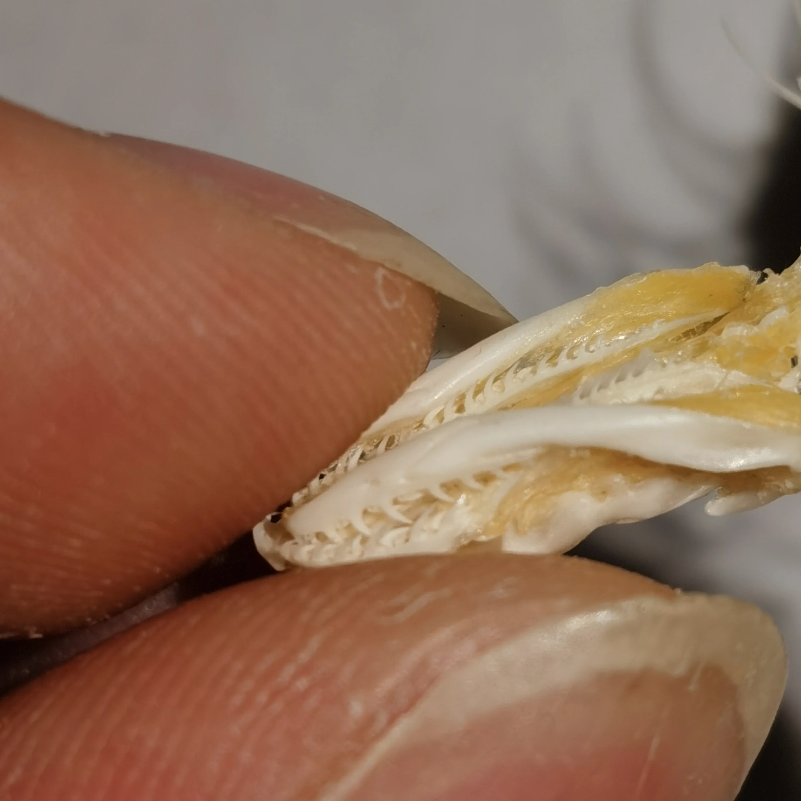Snake skeleton/real bone/fixed/Red-backed rat-snake 5