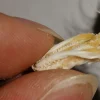 Snake skeleton/real bone/fixed/Red-backed rat-snake 5