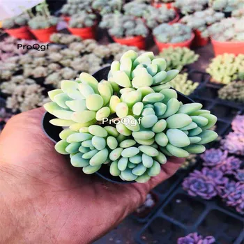 

Ngryise 1Pcs A Set Sedum clavatum R.T.Clausen Cluster