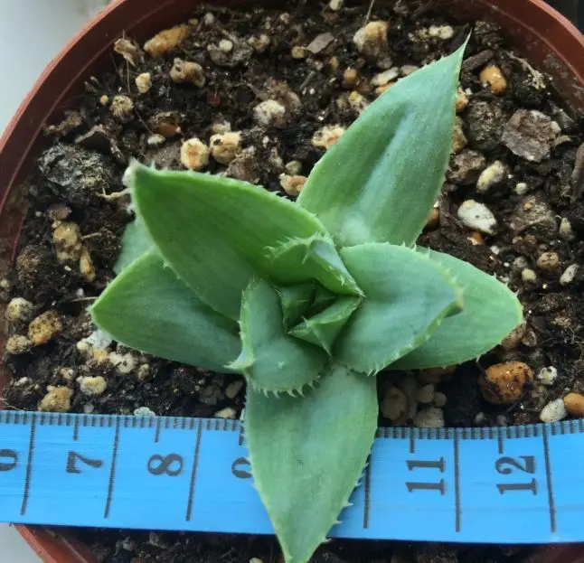 10 шт. свежий настоящий алоэ полифилла пилланс-Nvwangluhui-Succulent S