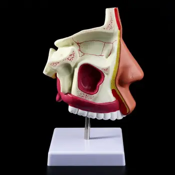 

Human Nasal Cavity Anatomy Model Medical Nose Cavity Structure For Science Classroom Study Display Teaching
