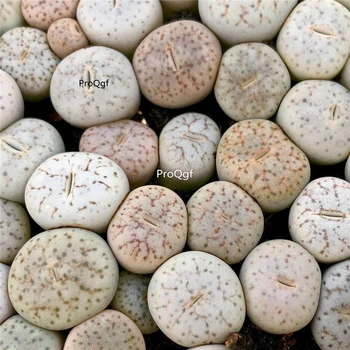 

Ngryise 10pcs a set stone flower quyu