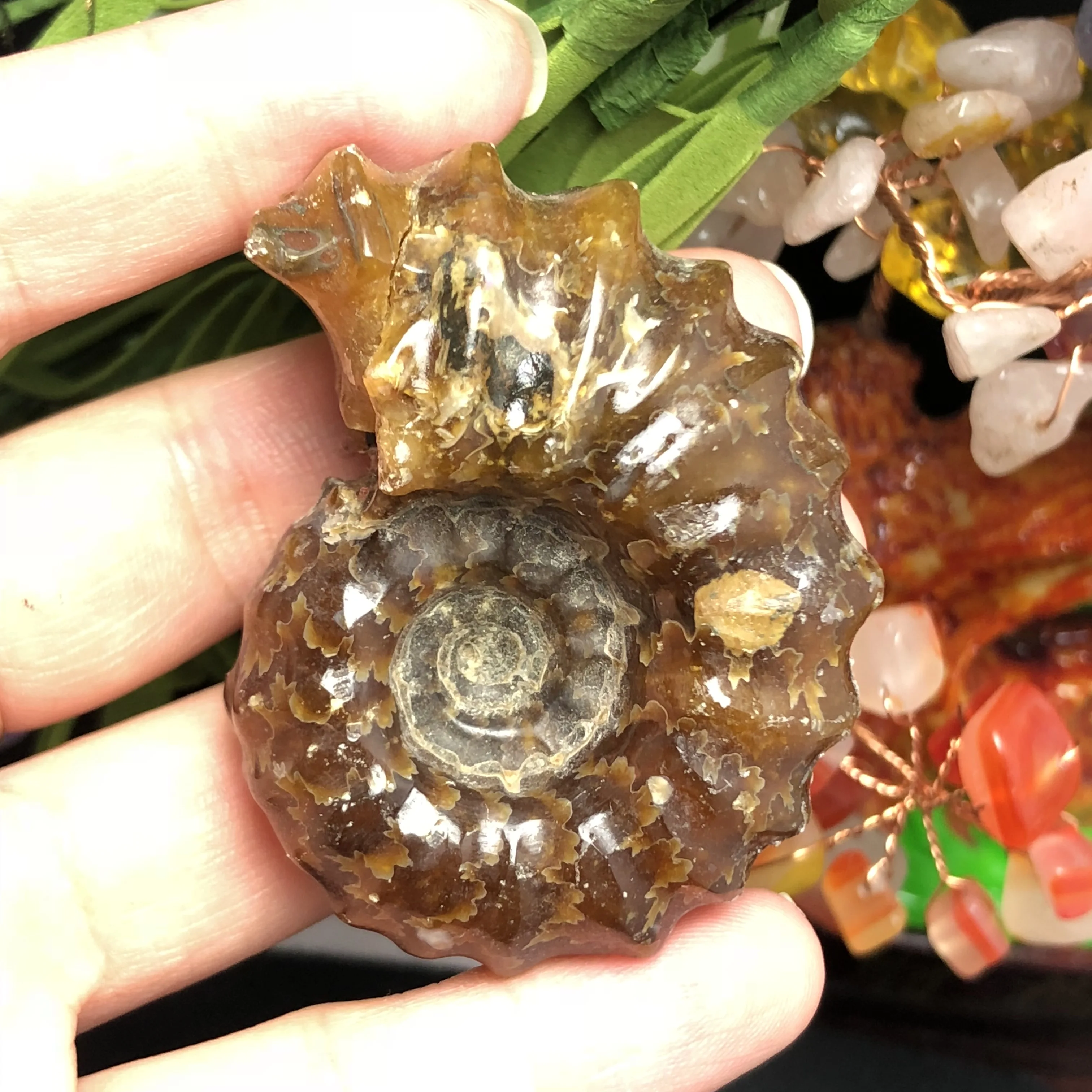 Натуральный Полированный козий гудок окаменелости аммониты Conch douvileras